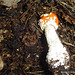 champignons (37)amanite tue-mouches