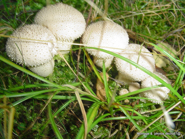 champignons (40)