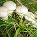champignons (40)