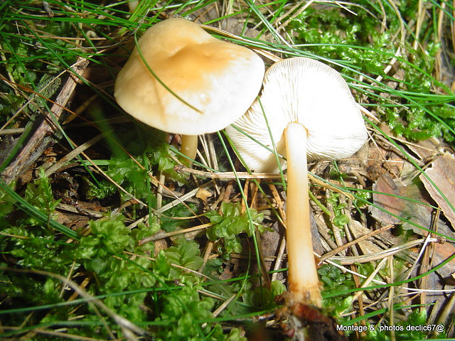 champignons (42)