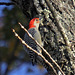 Red-Bellied Woodpecker