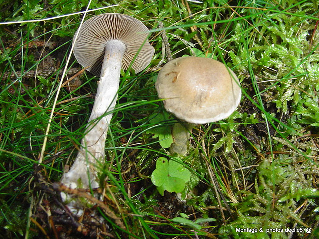 champignons (44)