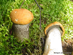 champignons (48)