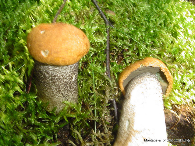 champignons (48)