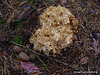 champignons (56)sparassis ou clavaire crépue BC jeune