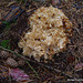 champignons (56)sparassis ou clavaire crépue BC jeune