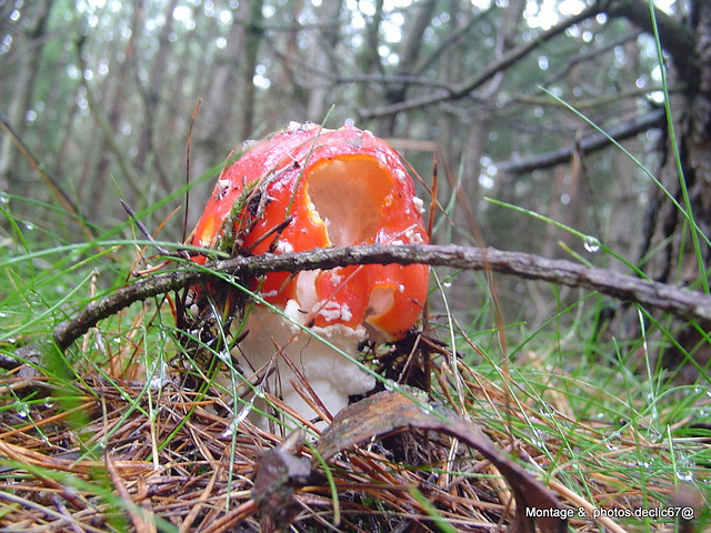 champignons (57)amanite tue-mouches T