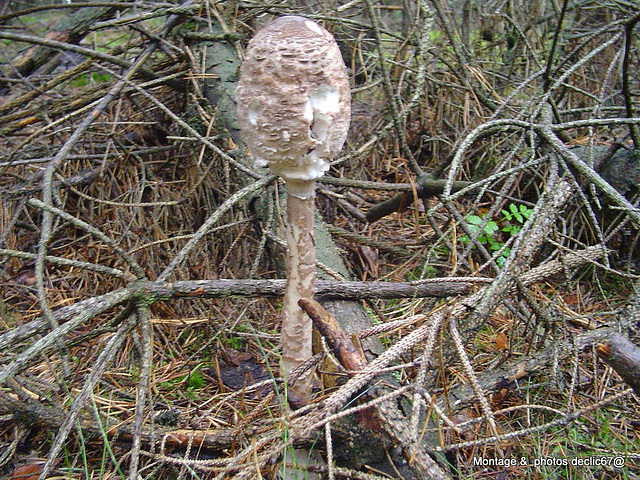champignons (58)lepiote déguenillée C