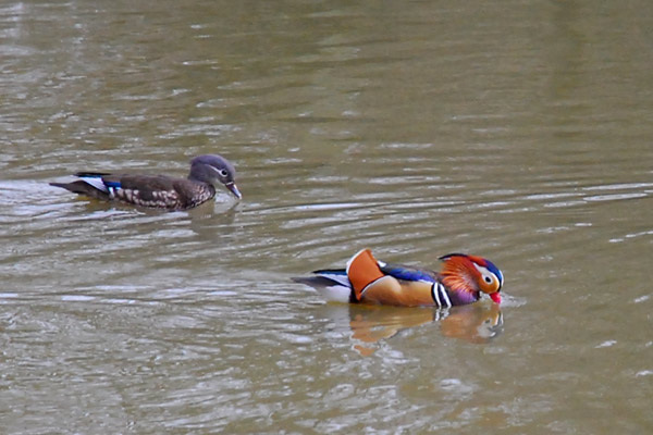 Mandarin ducks