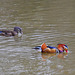 Mandarin ducks