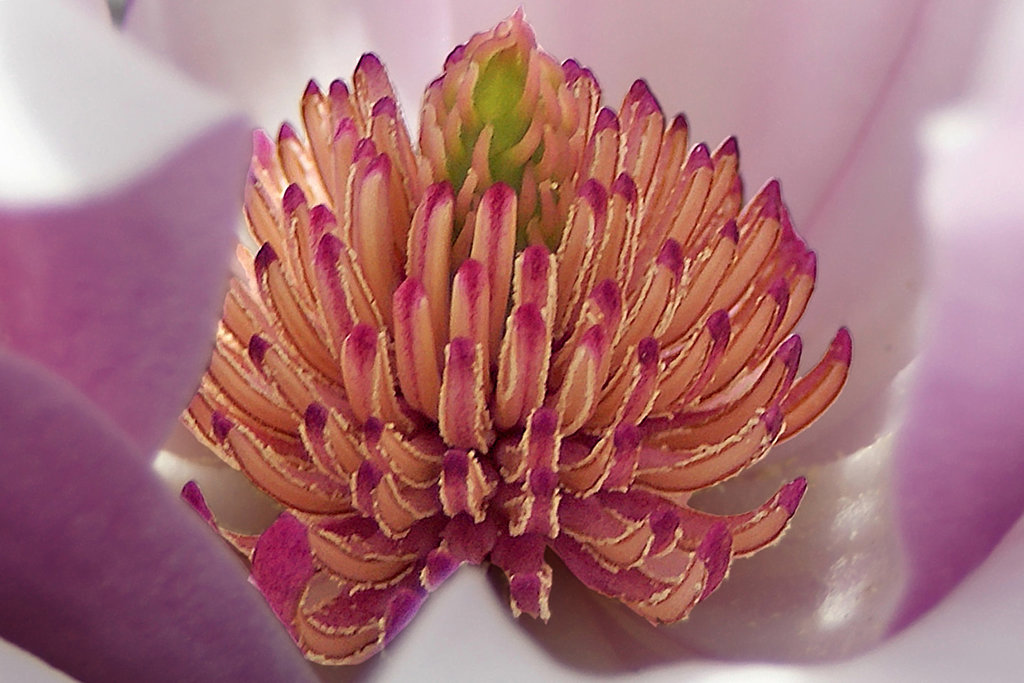 A Magnolious Yoni