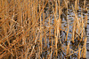 At Water's Edge