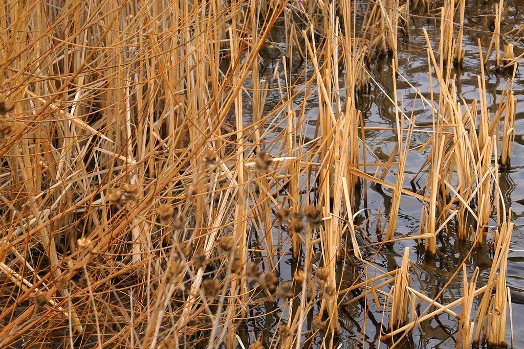 At Water's Edge