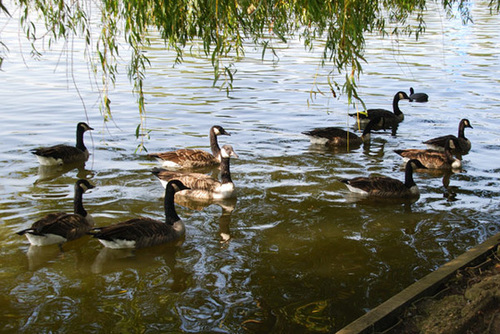 Expectant geese