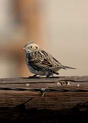 Lapland Longspur