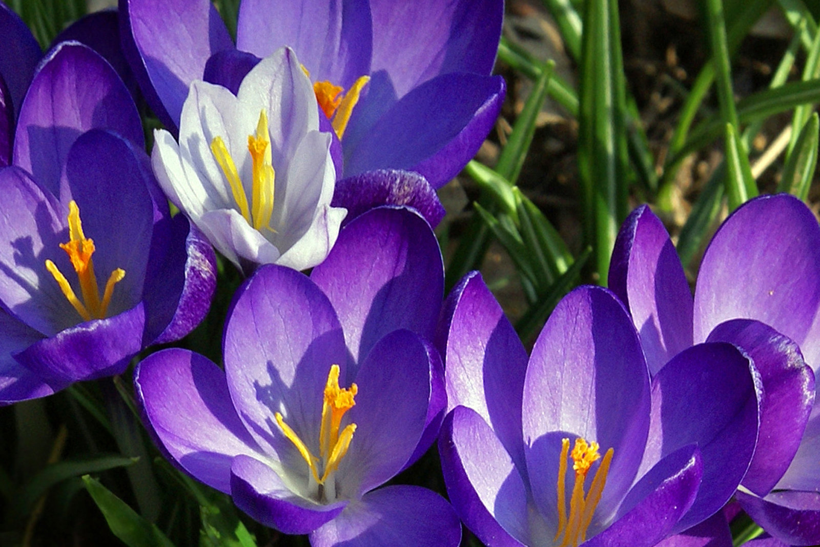 The White Crocus