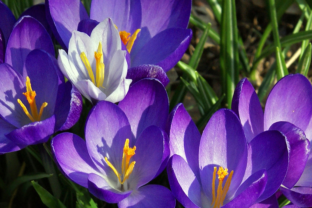The White Crocus