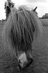 Lamer Pony (2)