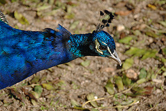 Coiffe à plumes