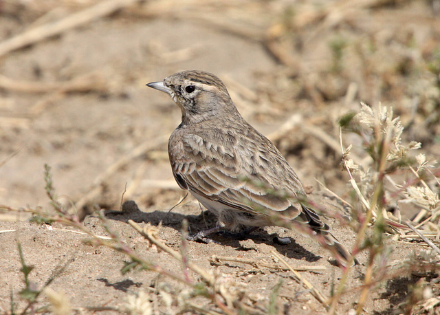 Immature Horned Lark