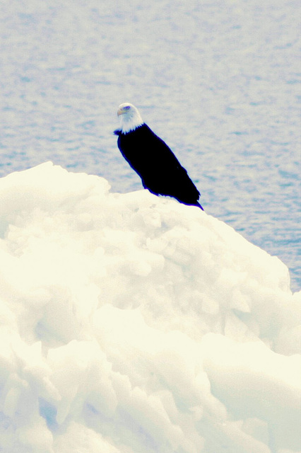 Day 9: Eagle on Iceberg
