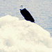 Day 9: Eagle on Iceberg