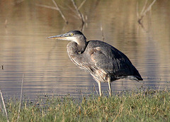 Juvenile Great Blue Heron