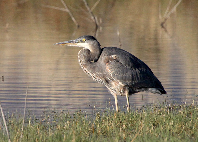 Juvenile Great Blue Heron