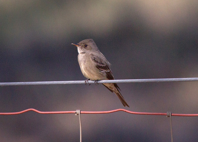 Western Wood-Pewee (Contopus sordidulus)