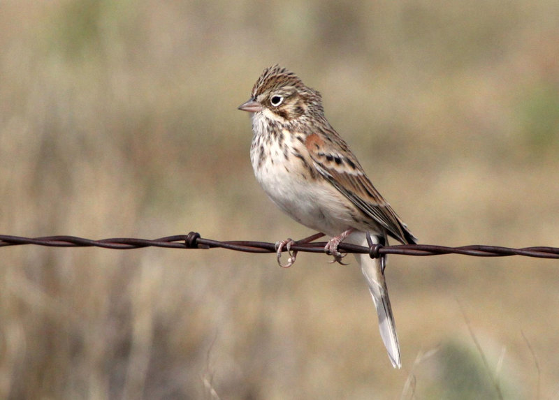 Vesper Sparrow