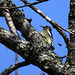 Yellow-Bellied Sapsucker