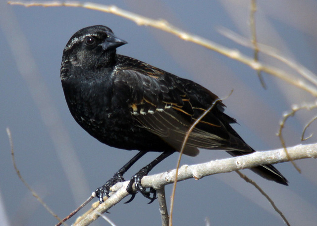 Red-Winged Blackbird (1st year male)