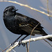 Red-Winged Blackbird (1st year male)