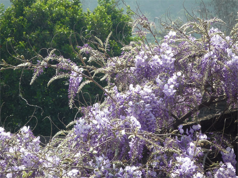 Matas de flores de la pluma
