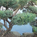 Escena de jardín japonés