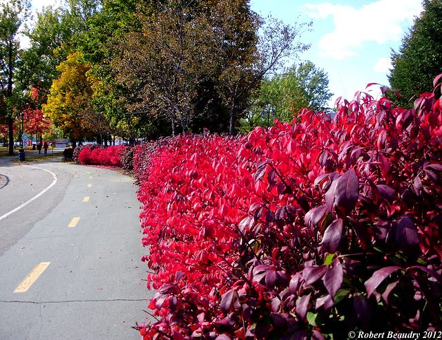 La courbe rouge