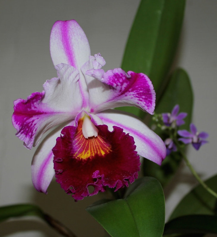 BLC 'Kuwale Gem '