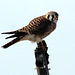 American Kestrel