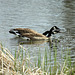 Canada Goose Courtship