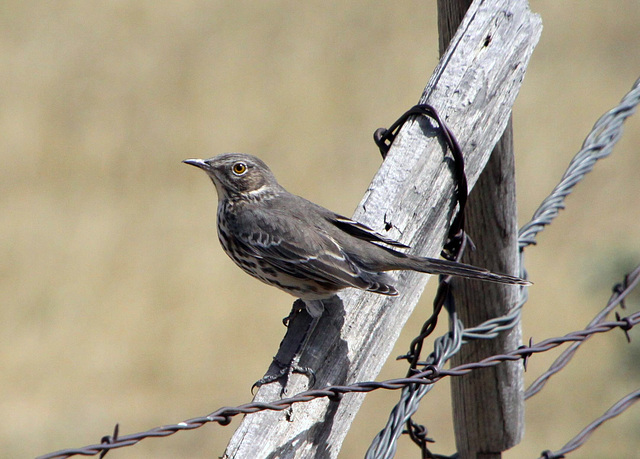 Sage Thrasher