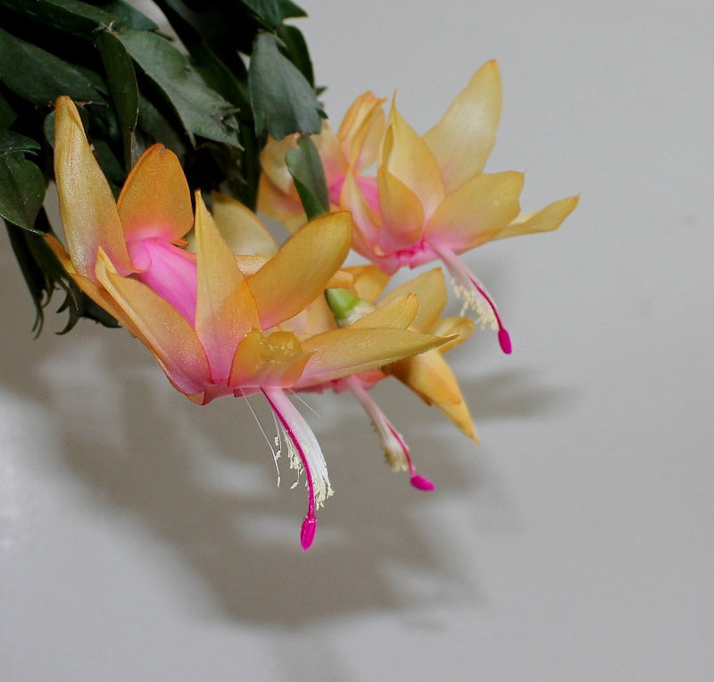 Schlumbergera hybride orange (4)