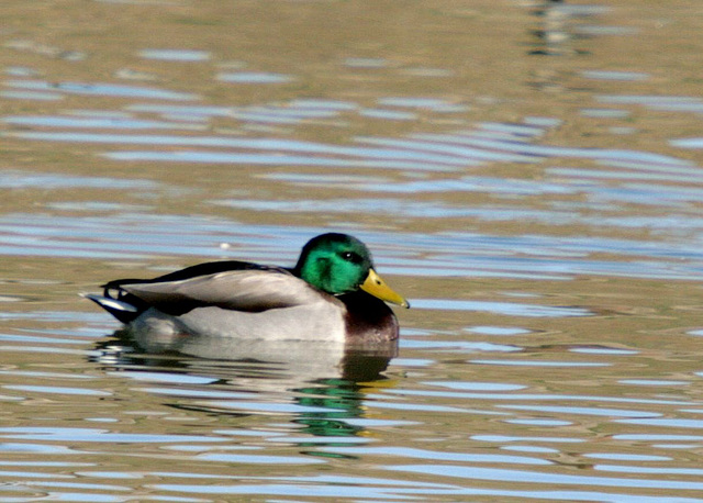 Mallard Male