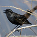 Red-Winged Blackbird (1st year male)
