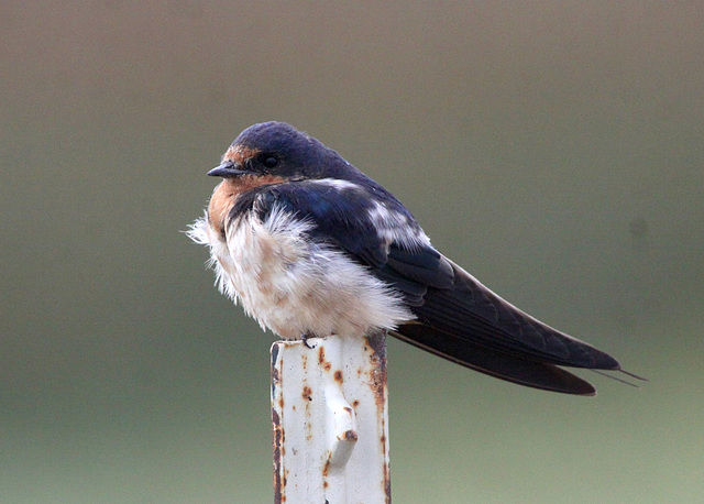 Barn Swallow