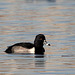 Ring-Necked Duck Male