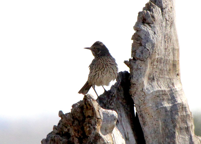 Sage Thrasher