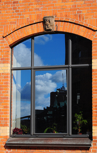 Ficus am Fenster