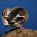 Canard colvert ( femelle )