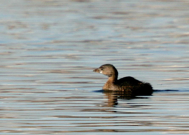 Pied-Billed Grebe (Podilymbus podiceps)