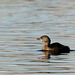 Pied-Billed Grebe (Podilymbus podiceps)